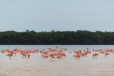 The Flamingos at the Celestun Reserve, Yucatan