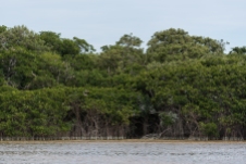 The Celestun Reserve, Yucatan