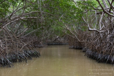 Mangrove alley, Celestun Reserve, Yucatan